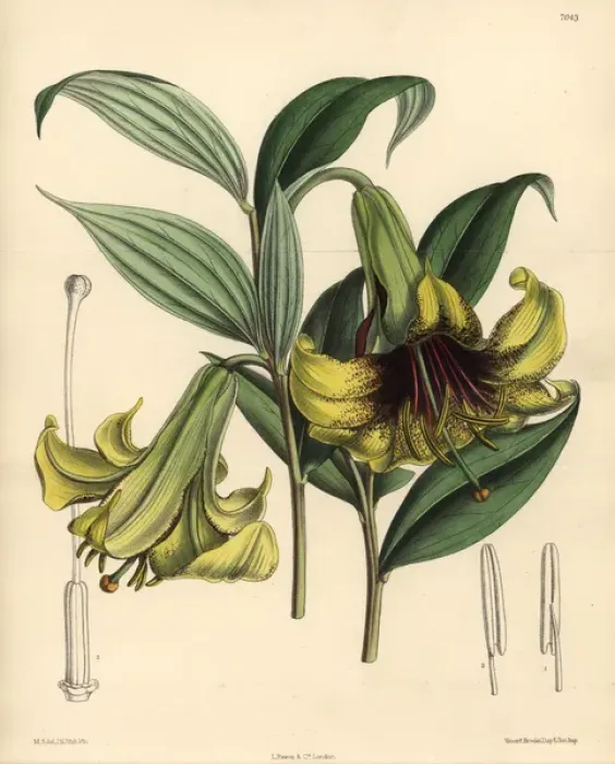 Framed Print : Lilium nepalense, yellow lily native to the Himalayas Framed Print : Lilium nepalense, yellow lily native to the Himalayas