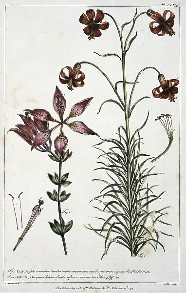 Lilium philadelphicum L. & Lilium pomponium