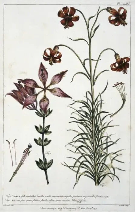 Framed Print : Lilium philadelphicum L. & Lilium pomponium Framed Print : Lilium philadelphicum L. & Lilium pomponium