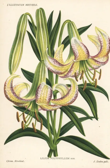 Framed Print : Lilium polyphyllum Framed Print : Lilium polyphyllum