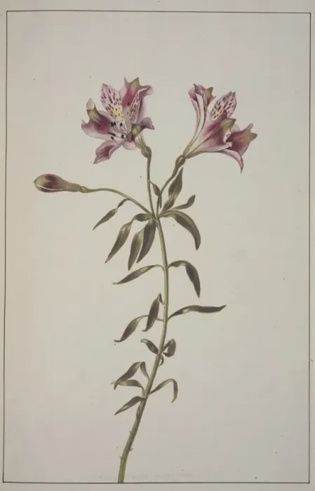 Framed Print : Lilium sp. lily Framed Print : Lilium sp. lily