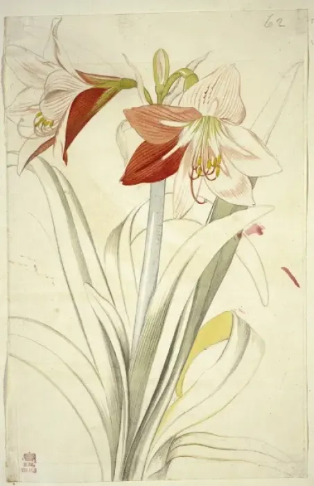 Framed Print : Lilium sp. lily Framed Print : Lilium sp. lily