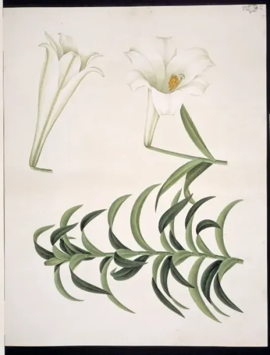 Framed Print : Lilium sp. Lily Framed Print : Lilium sp. Lily