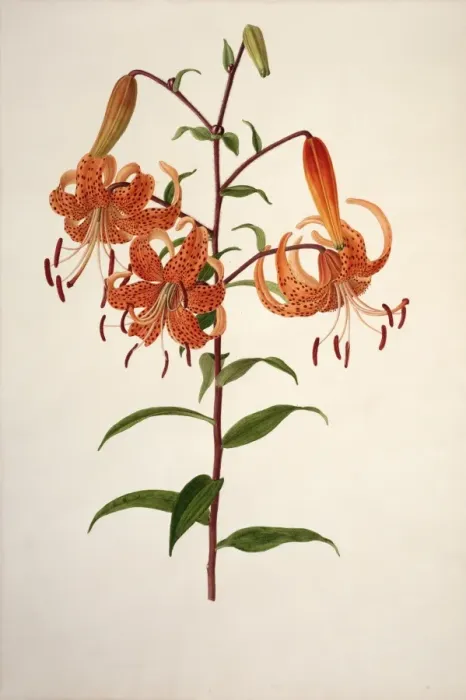 Framed Print : Lilium sp. lily Framed Print : Lilium sp. lily