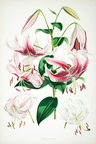 Lilium speciosum. Illustration by Walter Hood Fitch