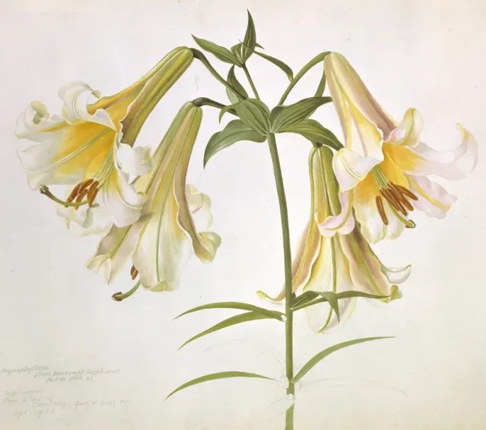 Framed Print : Lilium suffureum, sulphur lily Framed Print : Lilium suffureum, sulphur lily