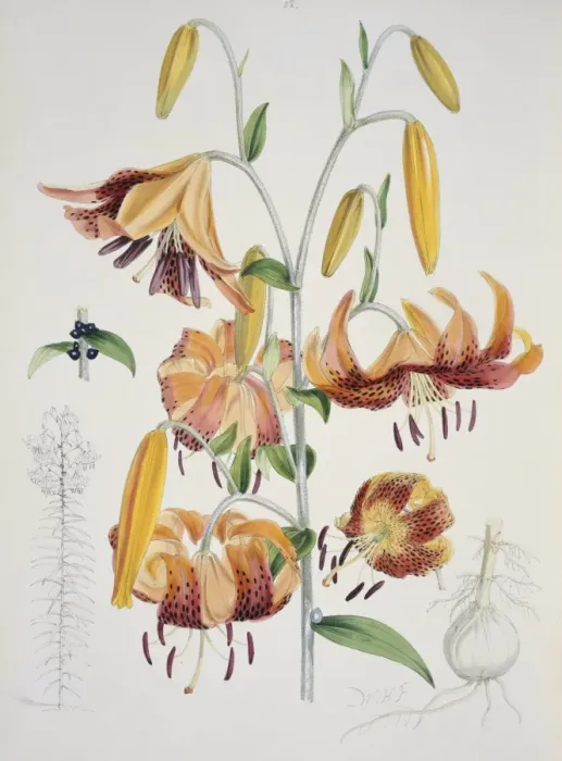 Framed Print : Lilium tigrinum, tiger lily Framed Print : Lilium tigrinum, tiger lily