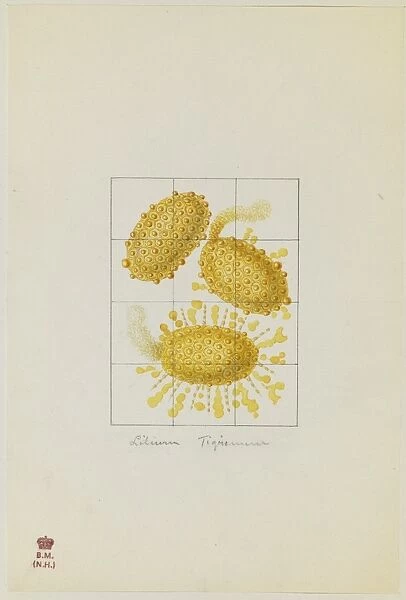 Lilium tingrinum, pollen
