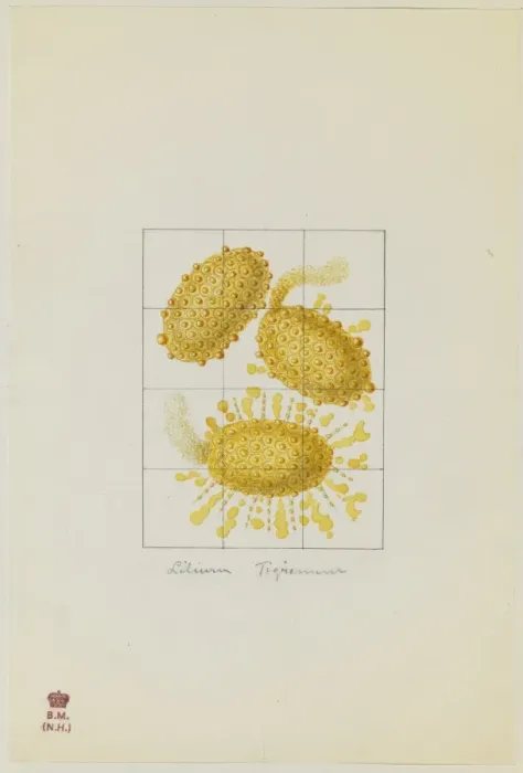 Framed Print : Lilium tingrinum, pollen Framed Print : Lilium tingrinum, pollen