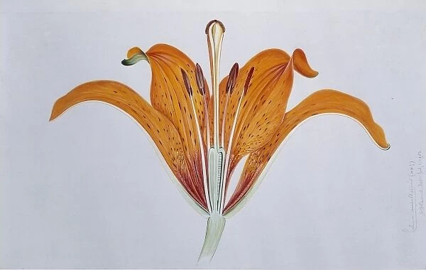 Lilium umbellatum, red lily