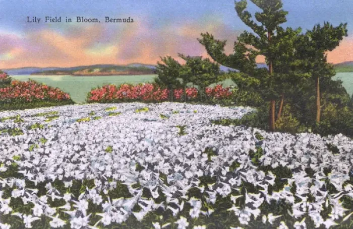 Framed Print : Lily Field in Bloom, Bermuda Framed Print : Lily Field in Bloom, Bermuda