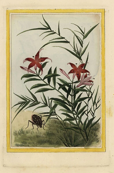 Lily, Lilium species