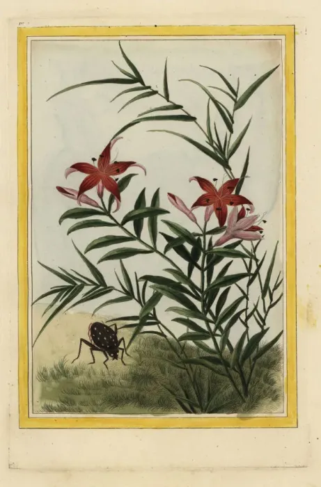 Framed Print : Lily, Lilium species Framed Print : Lily, Lilium species