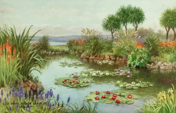 Framed Print : Lily Pond, Abbey Gardens, Torquay, South Devon Framed Print : Lily Pond, Abbey Gardens, Torquay, South Devon