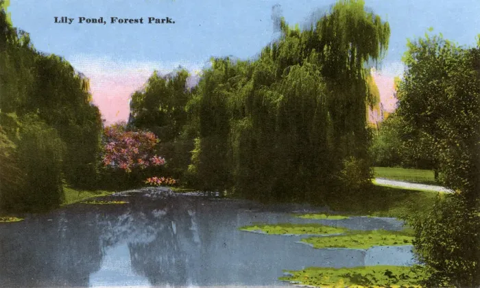 Framed Print : Lily Pond, Forest Park, Memphis, Tennessee, USA Framed Print : Lily Pond, Forest Park, Memphis, Tennessee, USA
