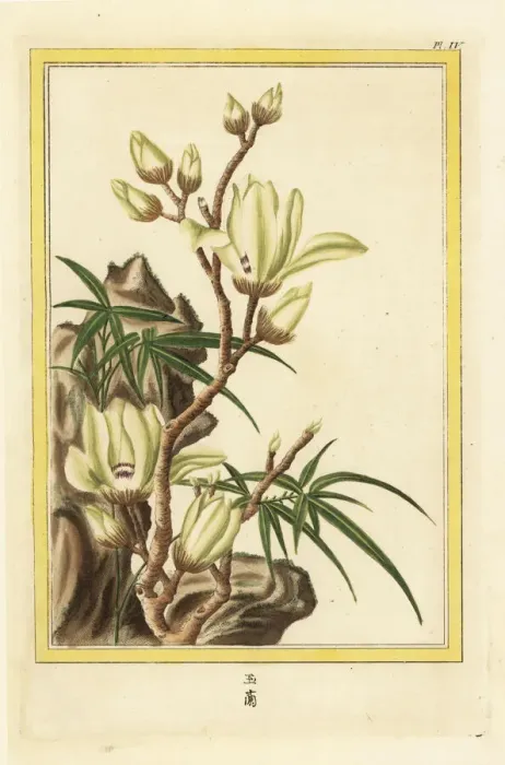 Framed Print : Lily tree or Yulan magnolia, Magnolia denudata Framed Print : Lily tree or Yulan magnolia, Magnolia denudata