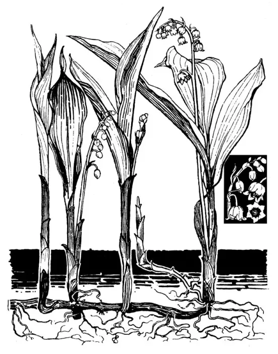 Framed Print : Lily of the Valley Framed Print : Lily of the Valley