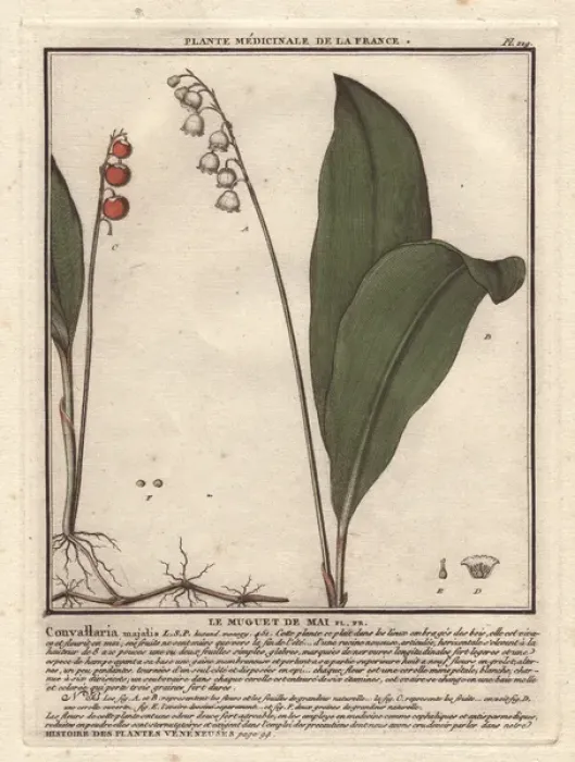 Framed Print : Lily of the valley, Convallaria majalis Framed Print : Lily of the valley, Convallaria majalis