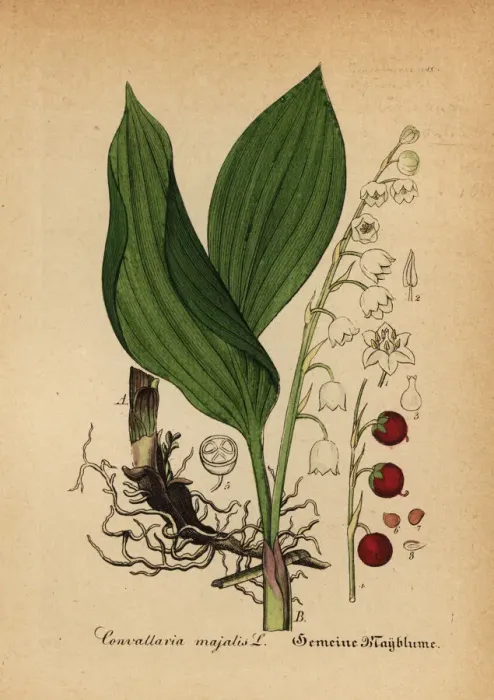Framed Print : Lily of the valley, Convallaria majalis