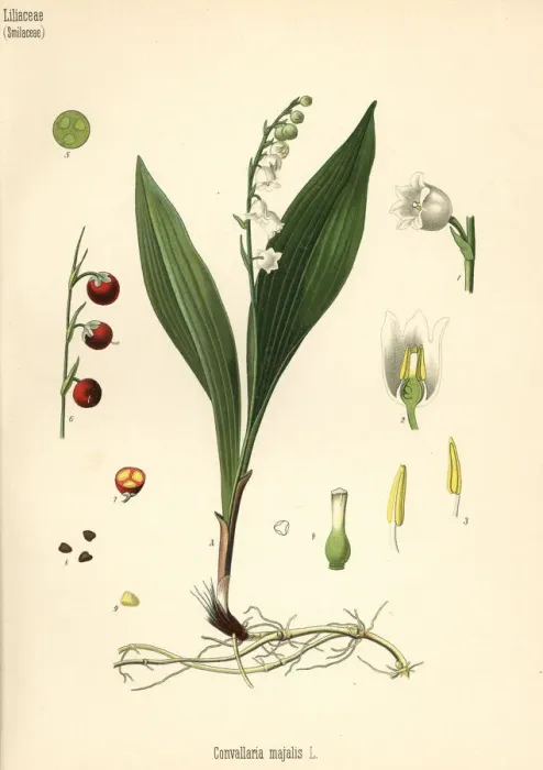 Framed Print : Lily of the valley, Convallaria majalis
