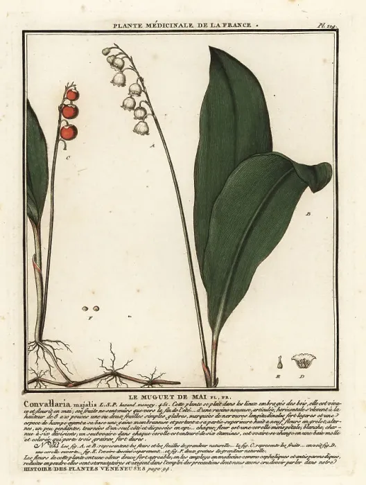 Framed Print : Lily of the valley, Convallaria majalis Framed Print : Lily of the valley, Convallaria majalis