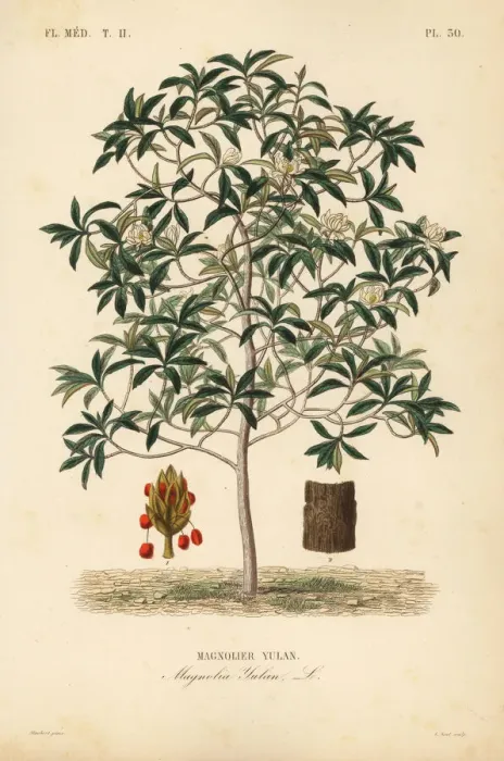 Framed Print : Lilytree or Yulan magnolia, Magnolia denudata Framed Print : Lilytree or Yulan magnolia, Magnolia denudata