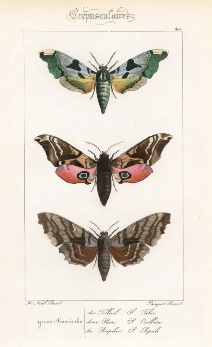 Framed Print : Lime hawkmoth, eyed hawkmoth, and poplar hawkmoth Framed Print : Lime hawkmoth, eyed hawkmoth, and poplar hawkmoth
