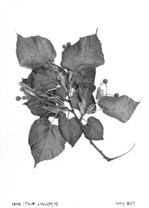 Framed Print : Lime (Tilia Vulgaris) Framed Print : Lime (Tilia Vulgaris)
