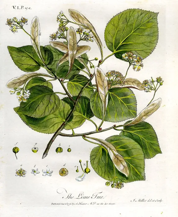 Framed Print : Lime Tree Framed Print : Lime Tree