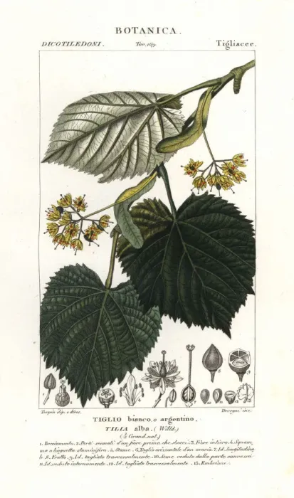 Framed Print : Lime tree or linden tree, Tilia alba Framed Print : Lime tree or linden tree, Tilia alba