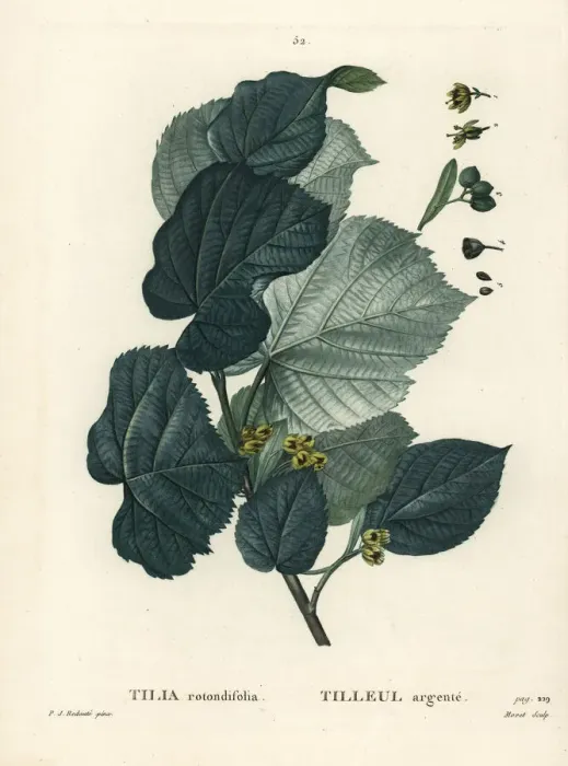 Framed Print : Lime tree, Tilia rotundifolia Framed Print : Lime tree, Tilia rotundifolia