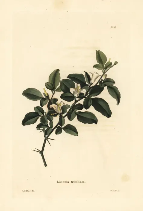 Framed Print : Limeberry, Triphasia trifolia Framed Print : Limeberry, Triphasia trifolia
