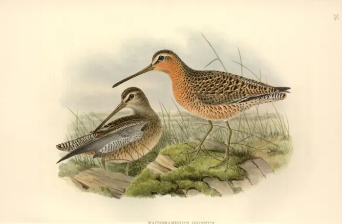 Framed Print : Limnodromus griseus, short-billed dowitcher Framed Print : Limnodromus griseus, short-billed dowitcher