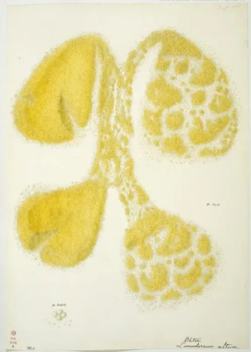 Framed Print : Limodorum altum, squashed orchid pollina Framed Print : Limodorum altum, squashed orchid pollina