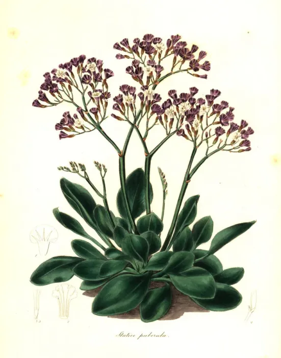 Framed Print : Limonium puberulum Framed Print : Limonium puberulum