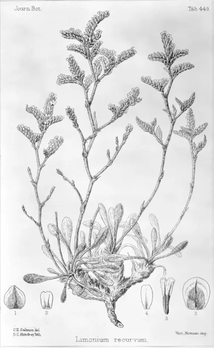 Framed Print : Limonium recurvum, sea lavendar Framed Print : Limonium recurvum, sea lavendar