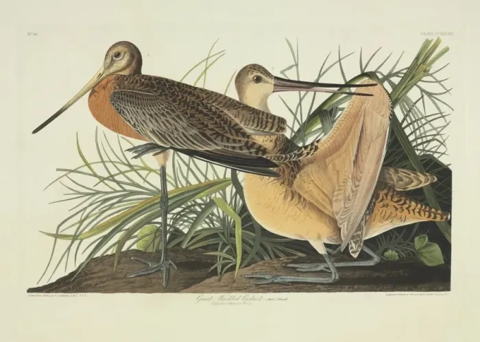 Framed Print : Limosa fedoa, marbled godwit Framed Print : Limosa fedoa, marbled godwit