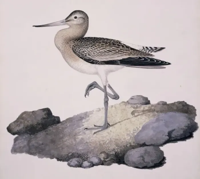 Framed Print : Limosa lapponica, bar-tailed godwit Framed Print : Limosa lapponica, bar-tailed godwit