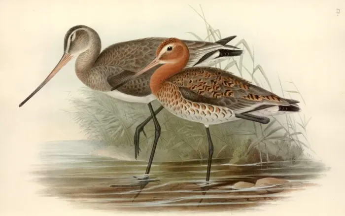 Framed Print : Limosa limosa, black-tailed godwit Framed Print : Limosa limosa, black-tailed godwit