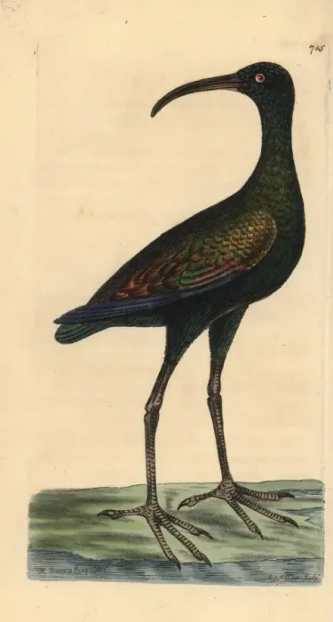 Framed Print : Limpkin or carrao, Aramus guarauna