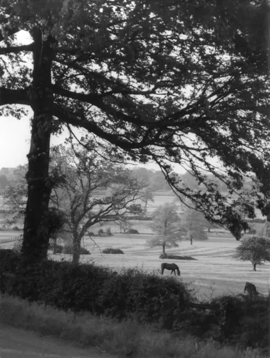 Framed Print : Lincolnshire Cameo