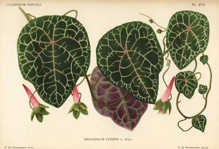 Framed Print : Lindens tropaeolum, Tropaeolum lindenii Framed Print : Lindens tropaeolum, Tropaeolum lindenii