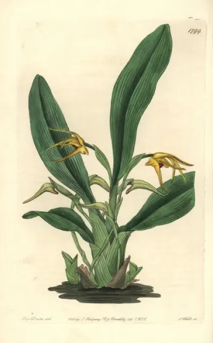 Framed Print : Lindleys maxillaria orchid, Maxillaria crocea Framed Print : Lindleys maxillaria orchid, Maxillaria crocea