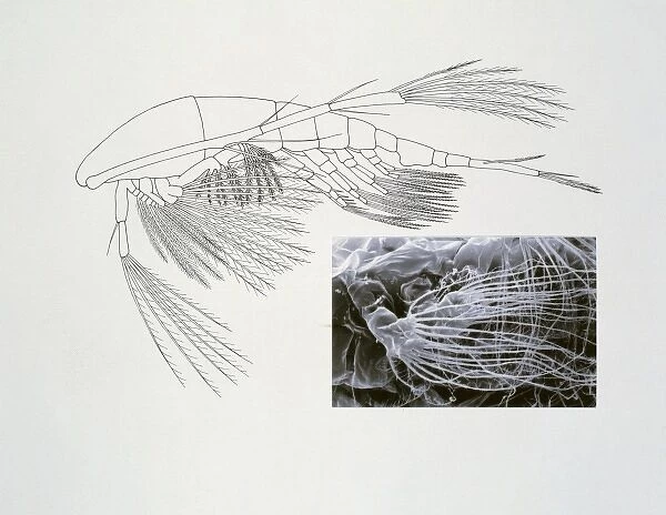 Line drawing of a shrimp-like crustacea