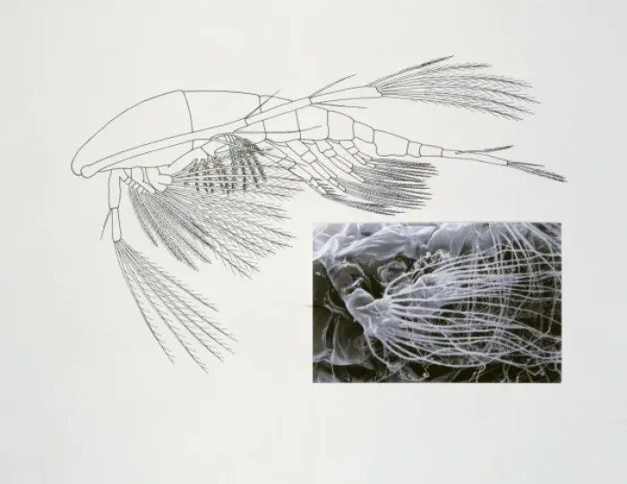 Framed Print : Line drawing of a shrimp-like crustacea Framed Print : Line drawing of a shrimp-like crustacea