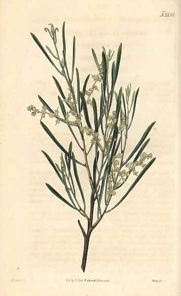 Linear leaved acacia, Acacia linearis