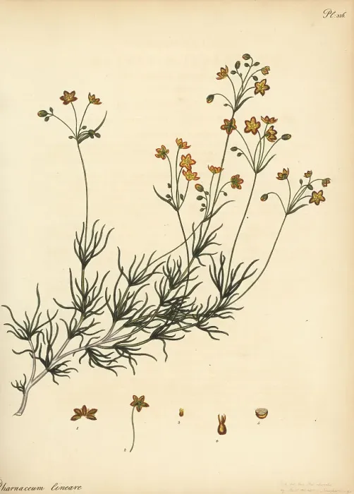 Framed Print : Linear-leaved pharnaceum, Pharnaceum lineare Framed Print : Linear-leaved pharnaceum, Pharnaceum lineare