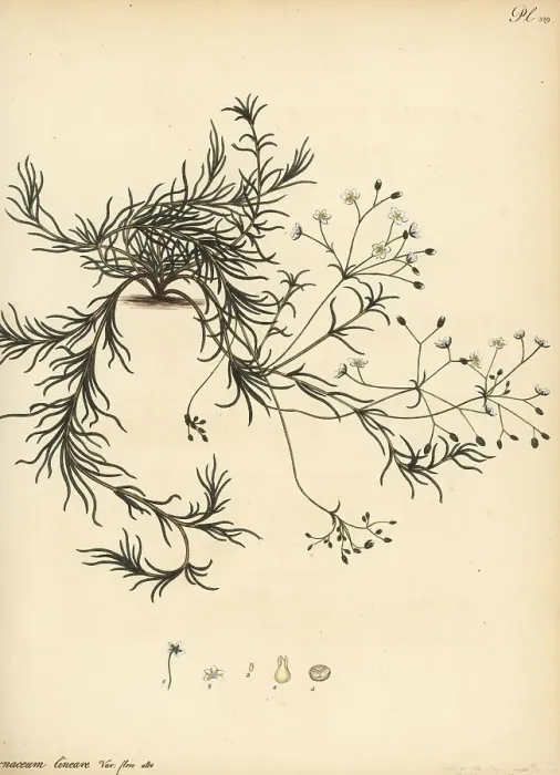 Framed Print : Linear-leaved pharnaceum, Pharnaceum lineare