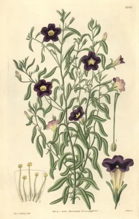Framed Print : Linear-leaved salpiglossis, Salpiglossis linearis Framed Print : Linear-leaved salpiglossis, Salpiglossis linearis