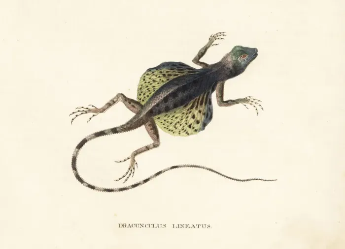 Framed Print : Lined flying dragon, Draco lineatus Framed Print : Lined flying dragon, Draco lineatus